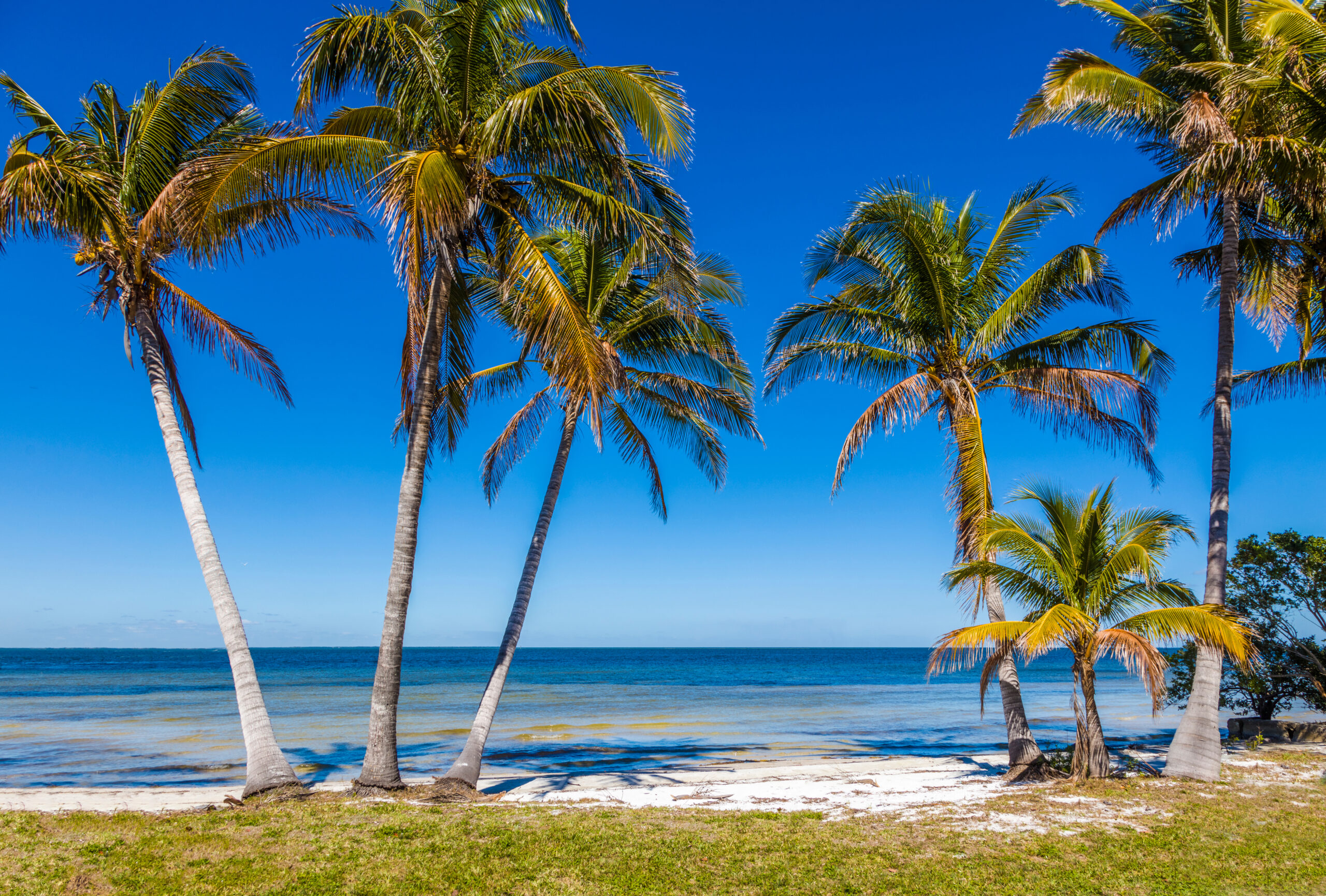 Palm,Trees,On,Gulf,Of,Mexico,In,Bokeelia,On,Pine